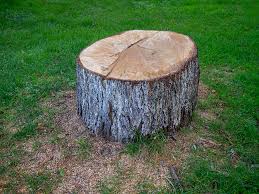 How Our Tree Care Process Works  in  Stevenson, AL