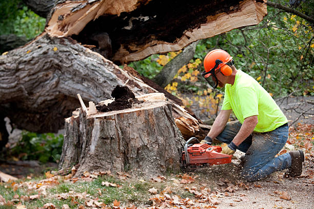 Best Storm Damage Tree Cleanup  in Stevenson, AL