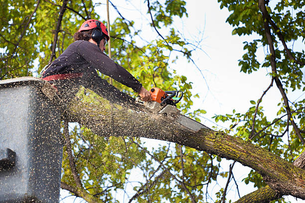 Best Palm Tree Trimming  in Stevenson, AL